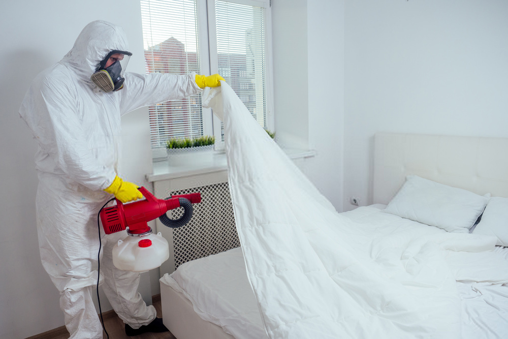 Bed Bugs